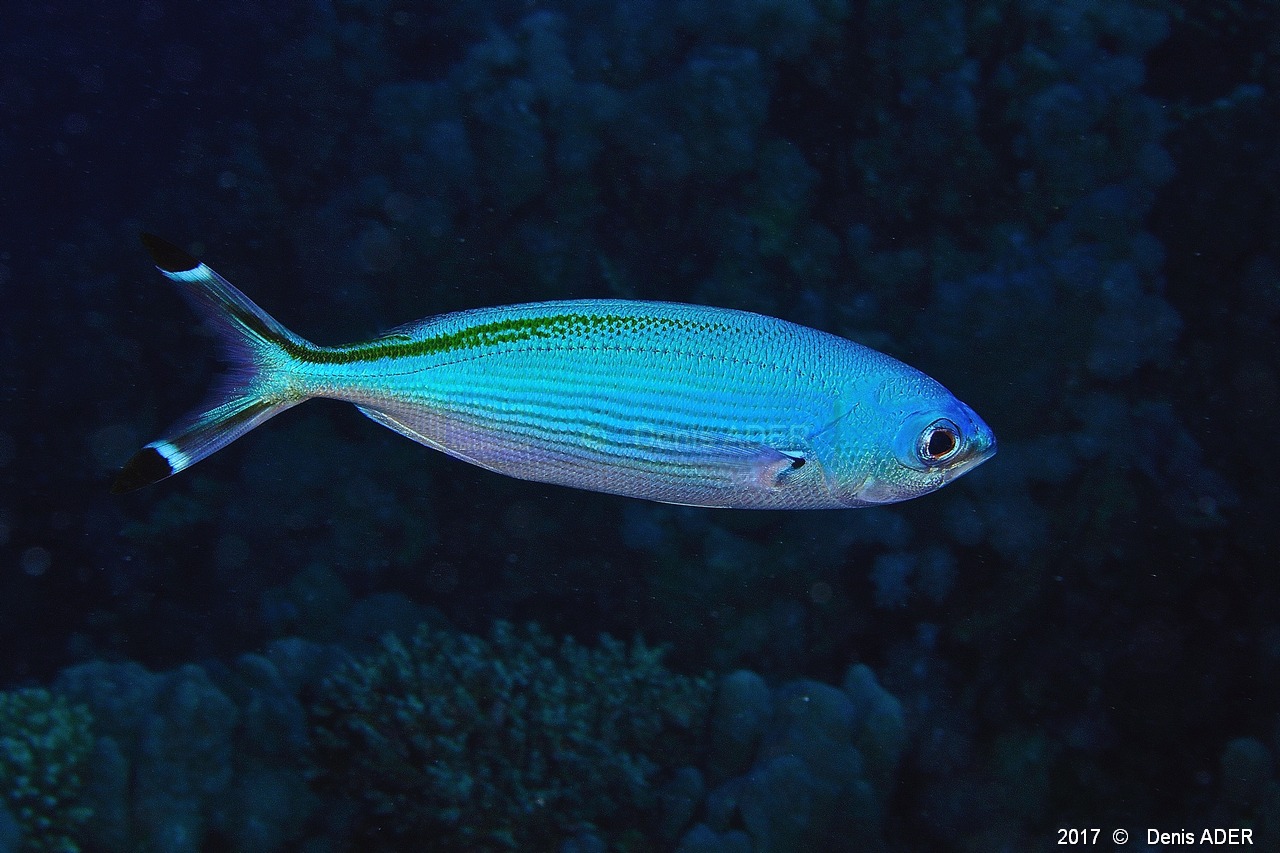 Caesio suevica fusillier de mer rouge-Safaga Tobia kebir-16m-20171120-Denis-ADER-DSC_3156_tn.jpg